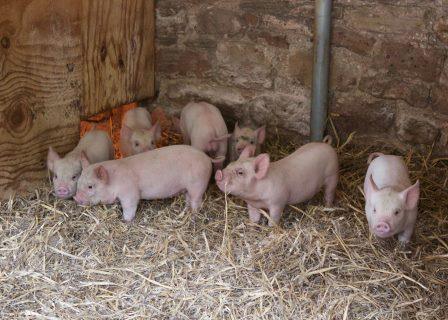 Middle White piglets