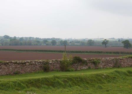 Potato fields at Huntsham