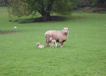 Ryeland Sheep with her babies