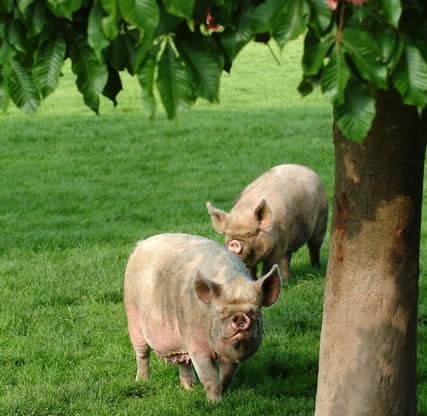 middle white pig, middle white pork, online butchers, order meat online